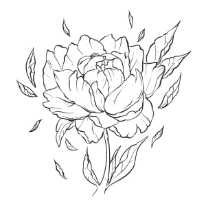 Peony Flower